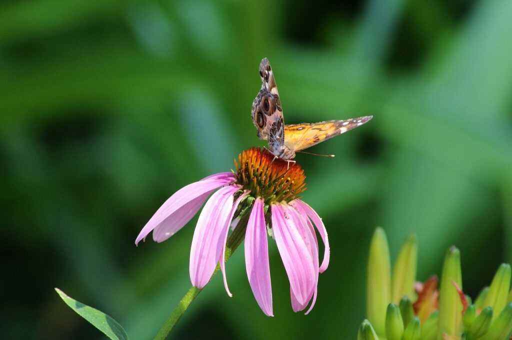 butterfly on purple coneflower, plant, flowering-3571863.jpg