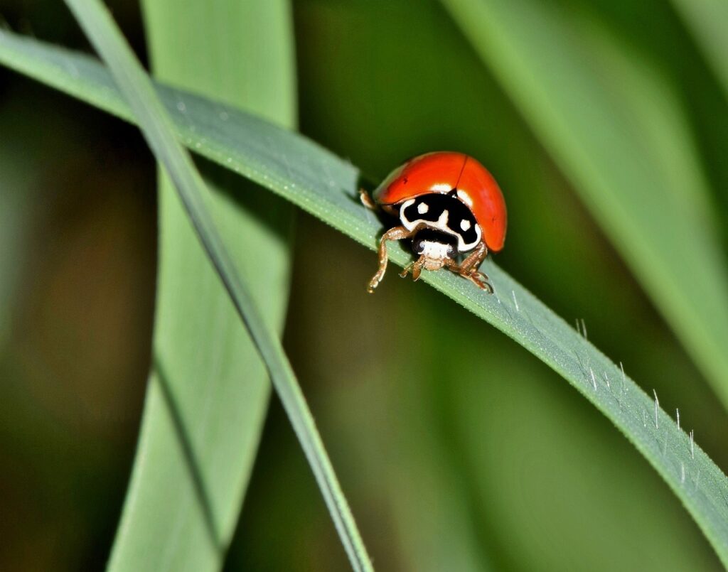 polished lady beetle, lady beetle, ladybug-1626462.jpg